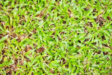 Close-Up of Green Grass Texture 