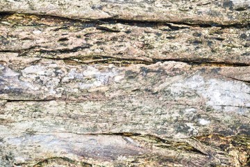 Close-Up of Natural Wood Texture