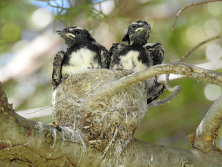 willy wagtail chicks in nest