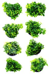 Naklejka premium green plant isolated collection on white background