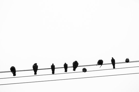 Silhouette of Pigeons Perching on a Telegraph Wire in Bangkok, Thailand