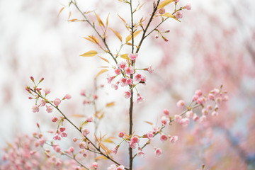 Wild Himalayan Cherry with blue sky and cloud background