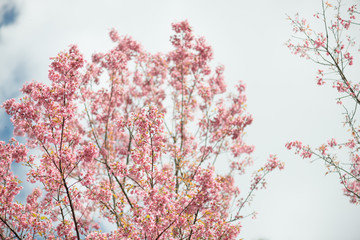 Wild Himalayan Cherry with blue sky and cloud background