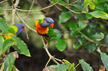 Australian Rainbow Lorikeet Couple