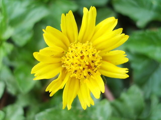 Yellow daisy