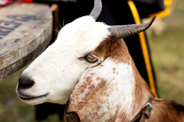 Goat portrait