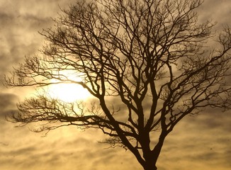 A tree near sunset, aka stark, dark bark