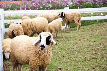 Sheep in nature