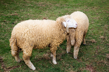 Fototapeta premium Sheep in nature