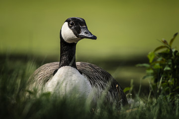 Mama Goose