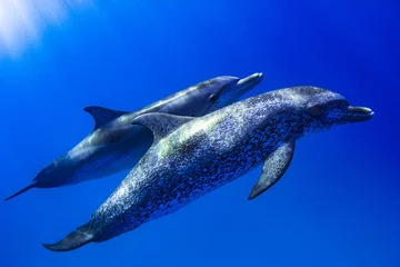 Foto op Plexiglas Atlantic spotted dolphins bimini bahamas © Mark