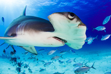 Hammerhead shark Bimini Bahamas