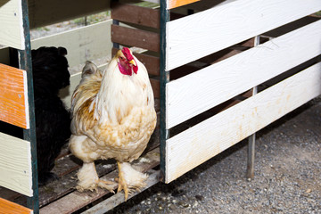 Hens in a chicken coop © suwatwongkham