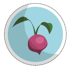 beet vegetable emblem icon image vector illustration design 