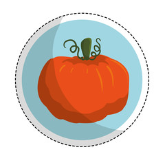 pumpkin vegetable emblem  icon image vector illustration design 
