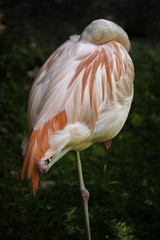 Fototapeta na wymiar Flamingo Nap