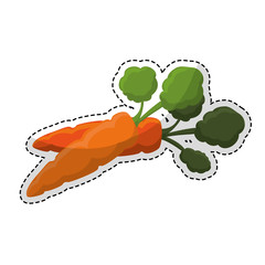carrot vegetable icon image vector illustration design 