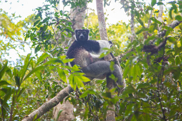 Lemur de Madagascar