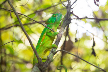 Camaleón verde de Madagascar