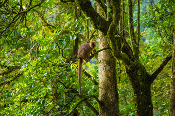 Lemur en el bosque
