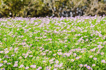 Brachycome flower group and background of green grass, flowering plants in the aster family