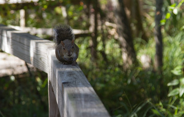 Do you have any nuts?