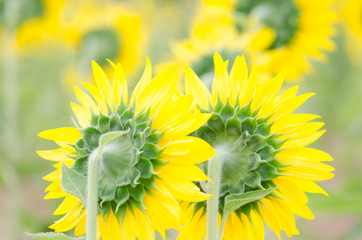 .Sunflower looking back on a beautiful morning.