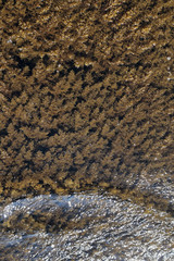 waves over algae at shore