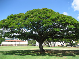 a big tree