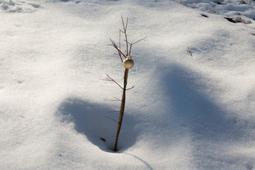 Alone sapling in melting snow with a single gold Christmas ball hanging on it