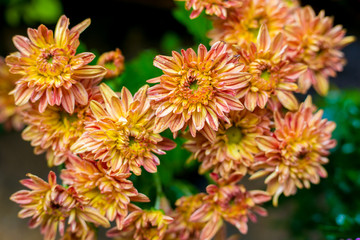 Orange Dendranthema, Orange small flowers