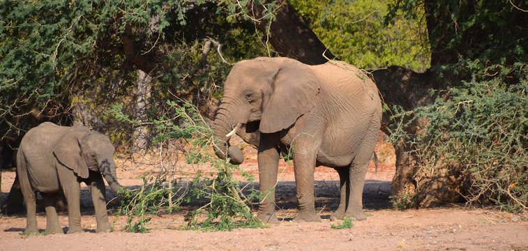 Desert elephants are not a distinct species of elephant but are African bush elephants (Loxodonta africana) that have made their homes in the Namib and Sahara deserts. 