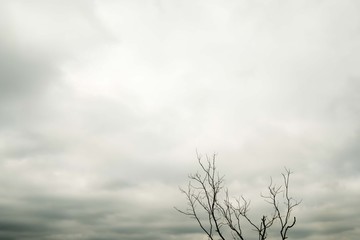 Dead tree branches and gloomy sky.