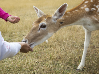Two hands feeding a young female deer