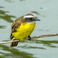 A Great Kiskadee