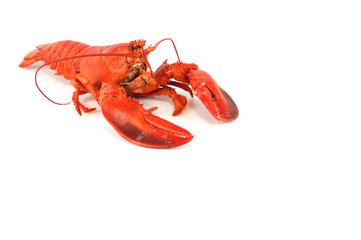 single cooked red lobster isolated on white background