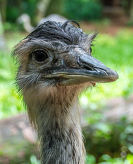 Ostrich head close-up image