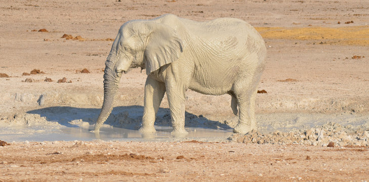 View of an elephant covered in white mud (Etosha National Park) Namibia Africa 