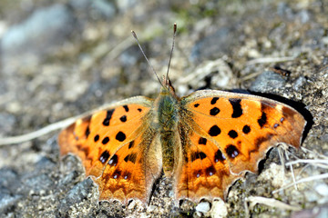 Asian comma butterfly-Polygonia c-aureum- is is resting on the ground in Saga prefecture, JAPAN. It is in November.
