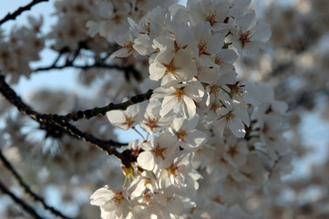 Cherry blossoms are blooming in Matsumoto city, JAPAN. It is in April.