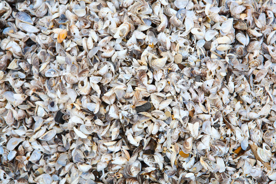Beach full of Zebra Mussel shells