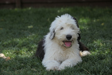 Old English Sheepdog puppy