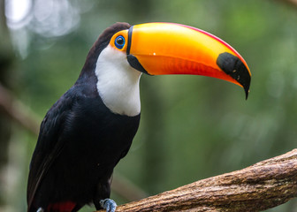 Toucan (Ramphastos toco) sitting on tree