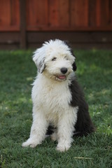 Old English Sheepdog puppy