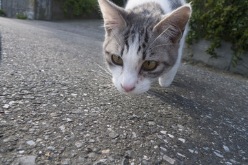 匂いを嗅ぐ猫