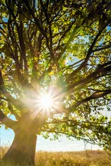 Photo sur Plexiglas Arbres Un jeune arbre de chêne avec la lumière du soleil dans les branches
