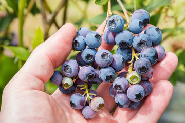 hand picking ripe organic blueberries 