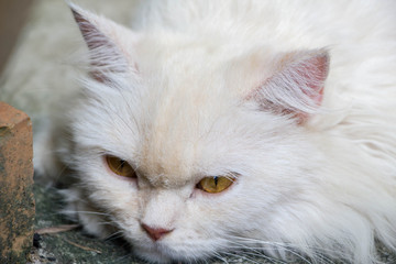 cat with white long hair and brown eyes