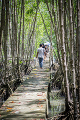 volunteers going to plant young tree in deep mud of mangrove for