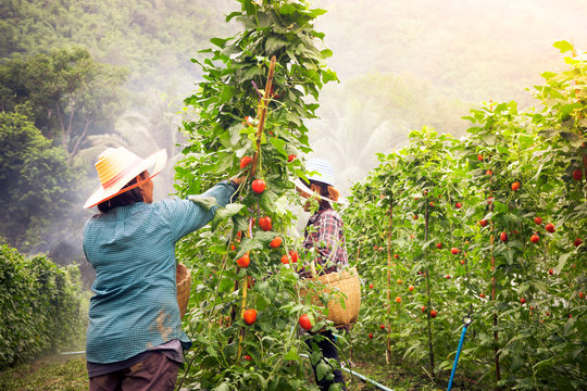 Farmer in tomato  farm